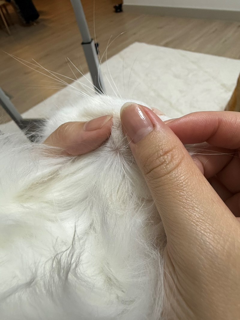 女人知己試用大隊,口碑行銷,部落客行銷,Goodmofamily歸毛家族 寵物肌膚救星組,歸毛家族 寵物肌膚救星,舒敏保濕洗毛乳,護膚噴液,精萃營養霜,博士30年生技專業,給足皮膚營養保護力,無抗生素 無類固醇,神經醯胺,19種綜合胺基酸,榮獲SNQ國家認證,上萬毛爸媽見證,3週幫助皮膚健康,NO.1寵物肌膚口碑霸主,寵物第一護膚領導品牌